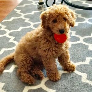 Meet your Posher, Josh